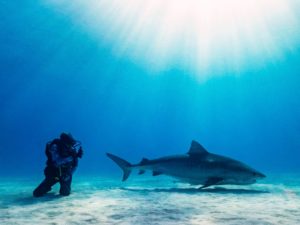 Lire la suite à propos de l’article Un jeune de 17 ans nous avertit sur la situation urgente des requins