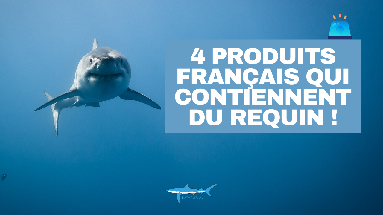 Lire la suite à propos de l’article Comment limiter gratuitement son impact sur les requins au quotidien ?