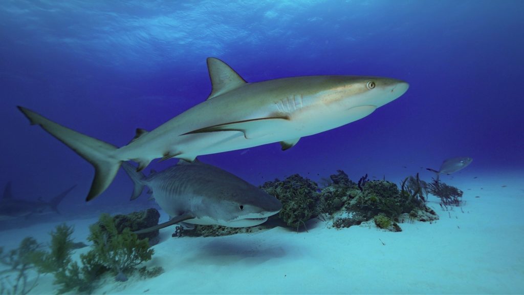Photo d'un requin gris et d'un requin tigre côte à côte pris en photo par Serge Melesan