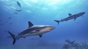 Lire la suite à propos de l’article Requin gris de récif (Carcharhinus amblyrhynchos)