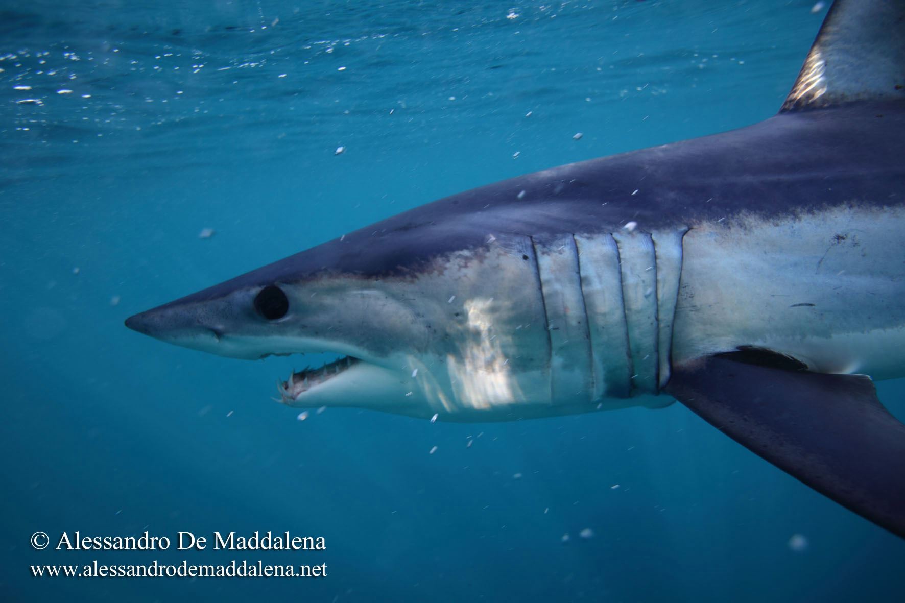 Lire la suite à propos de l’article Requin mako (Isurus oxyrinchus)