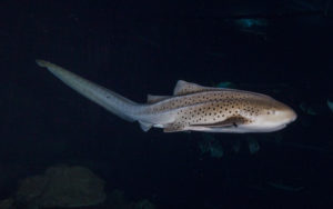Lire la suite à propos de l’article Requin zèbre (Stegostoma fasciatum)