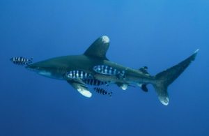 Lire la suite à propos de l’article Requin océanique (Carcharhinus longimanus)