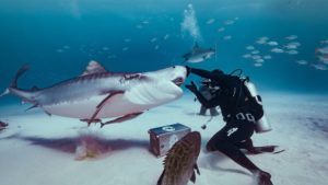 Lire la suite à propos de l’article Le shark-feeding, un sujet sensible ?