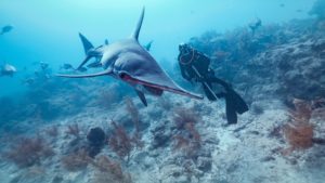 Lire la suite à propos de l’article Introduction à la biologie des requins
