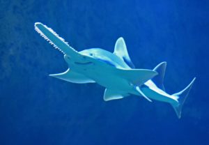 Lire la suite à propos de l’article Comment différencier les requins des raies ?