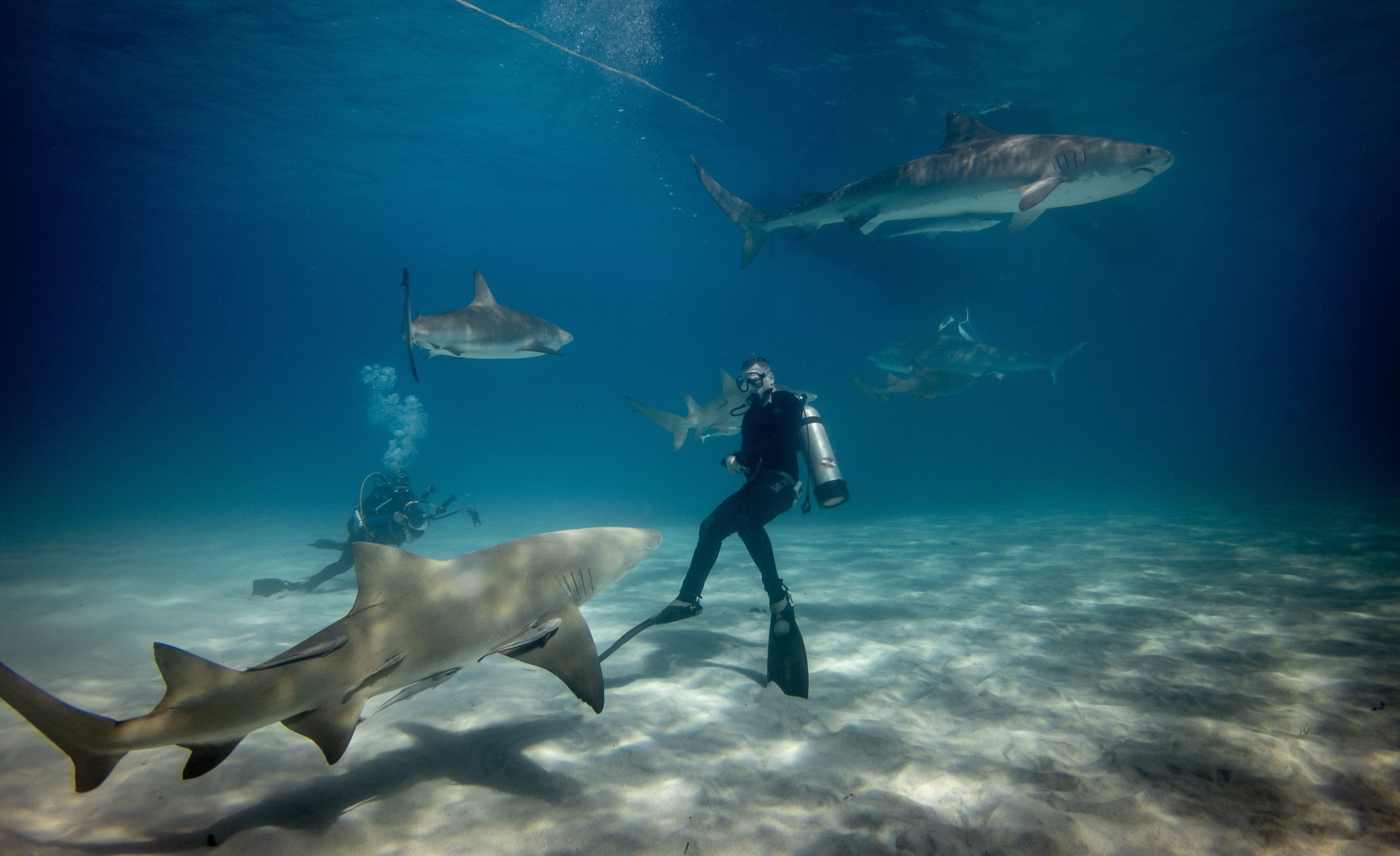 You are currently viewing 4 Questions essentielles sur les requins pour le grand public
