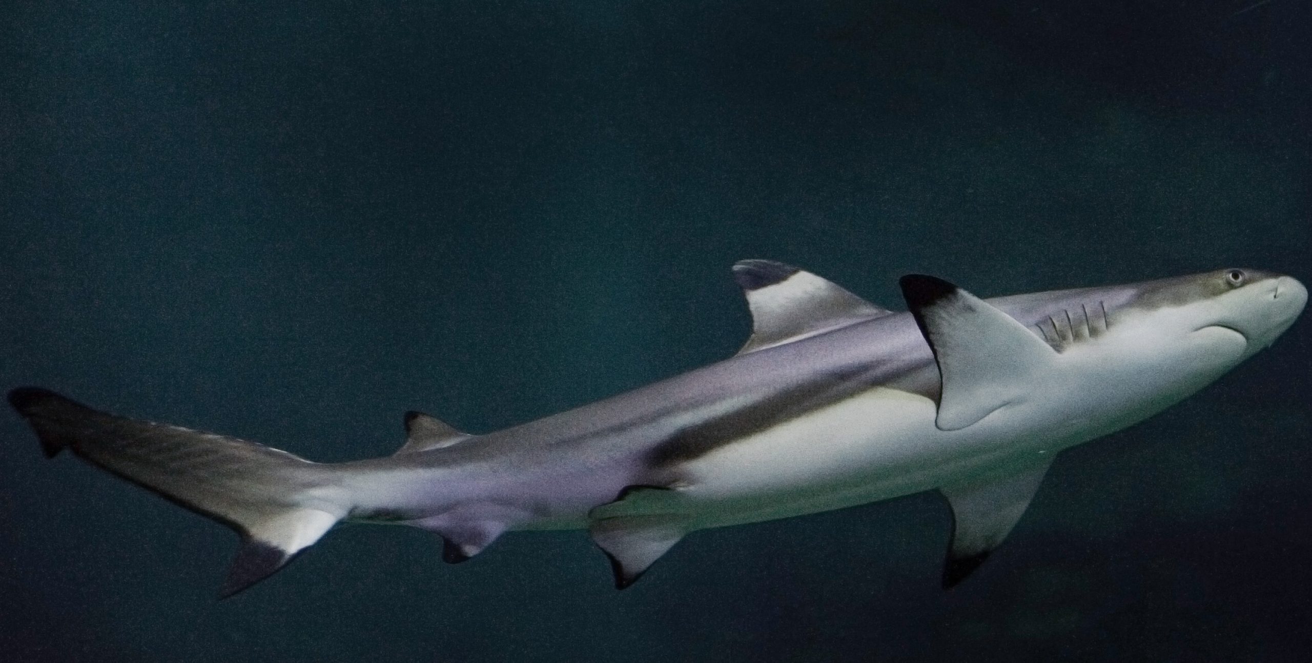 Lire la suite à propos de l’article Requin pointes noires (Carcharhinus melanopterus)