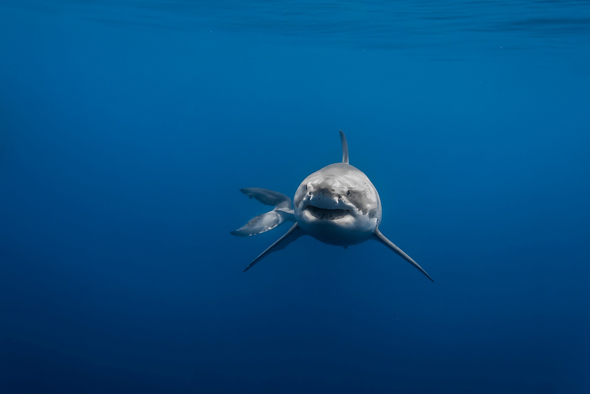 You are currently viewing Le requin : un éternel débat ?