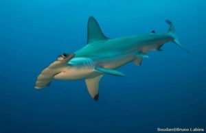 Lire la suite à propos de l’article Requin marteau halicorne (Shyrna lewini)