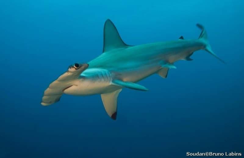 Lire la suite à propos de l’article Requin marteau halicorne (Shyrna lewini)