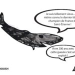 requin du Groenland dessin