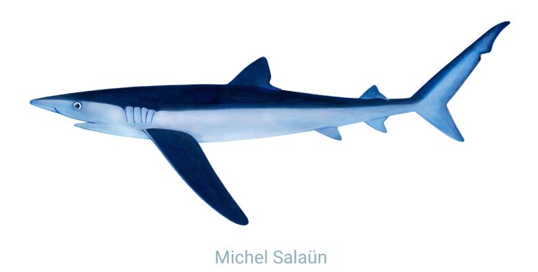 Représentation d'un requin peau bleue (Prionace glauca) Crédit : Michel Salaün