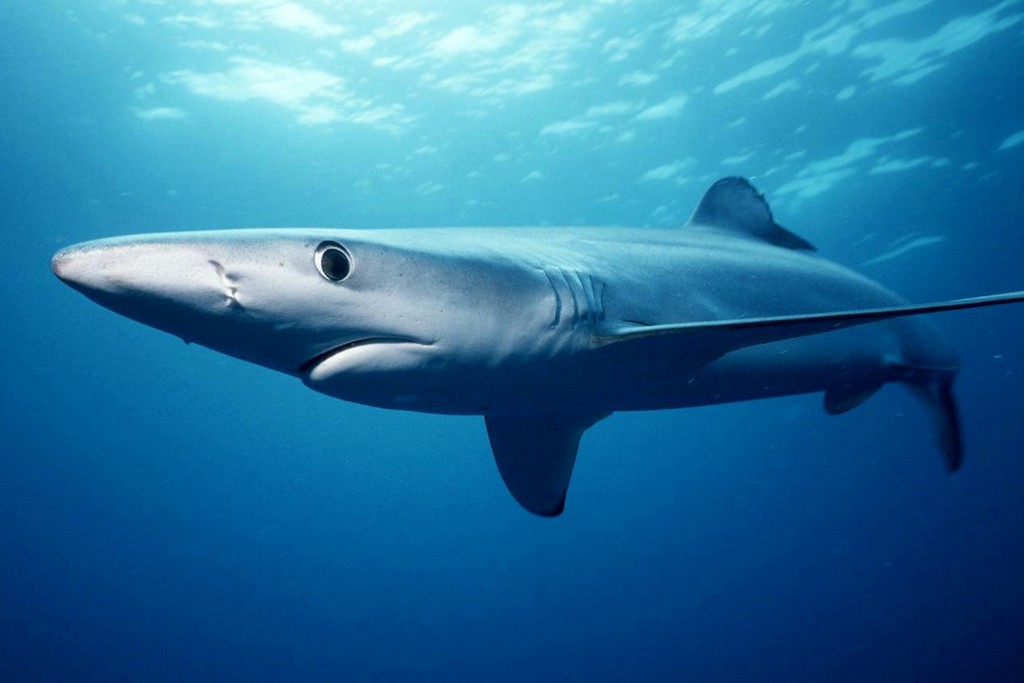 You are currently viewing Requin peau bleue (Prionace glauca)