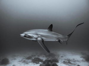 Lire la suite à propos de l’article Les requins sont ils si dangereux pour l’homme ?