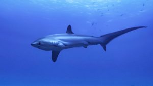 Lire la suite à propos de l’article Requin renard pélagique (Alopias pelagicus)