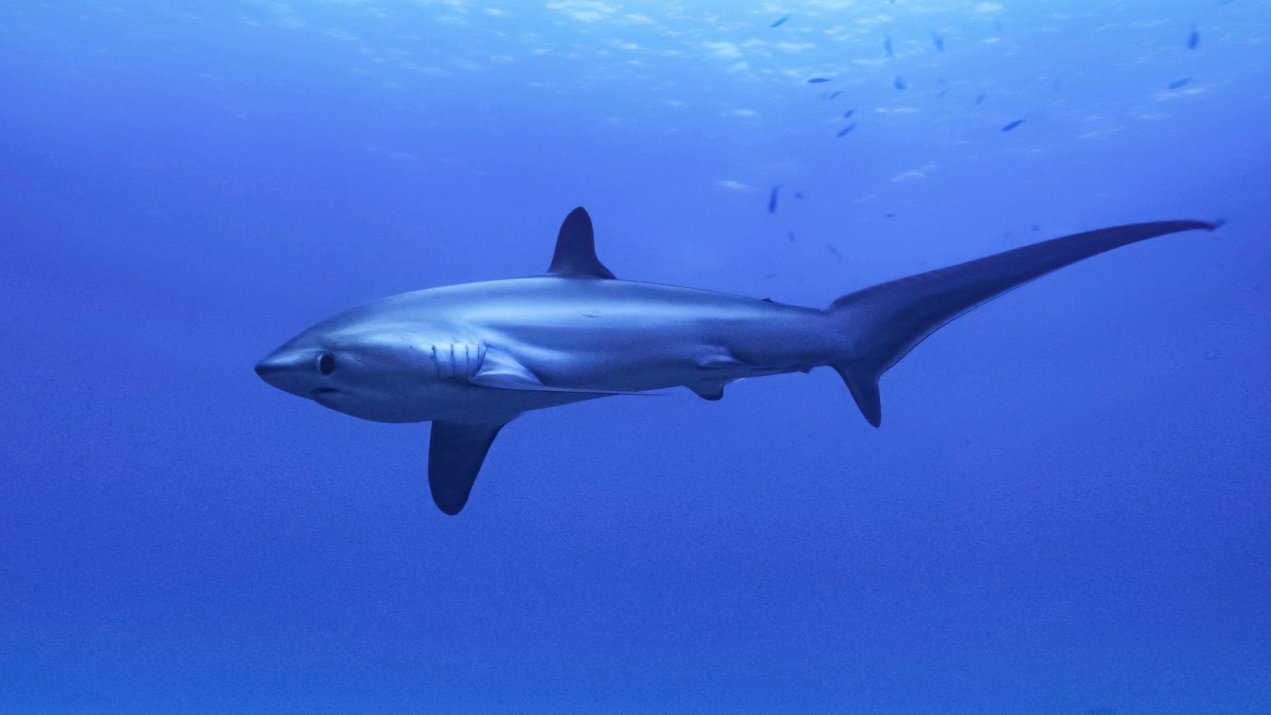 You are currently viewing Requin renard commun (Alopias vulpinus)