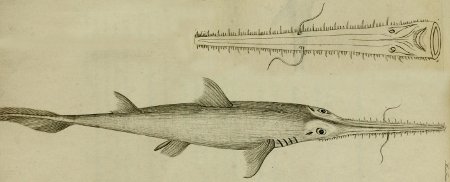 Lire la suite à propos de l’article Requin-scie à long nez (Pristiophorus cirratus)