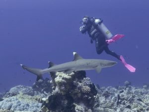 Lire la suite à propos de l’article Requin corail (Triaenodon obesus)