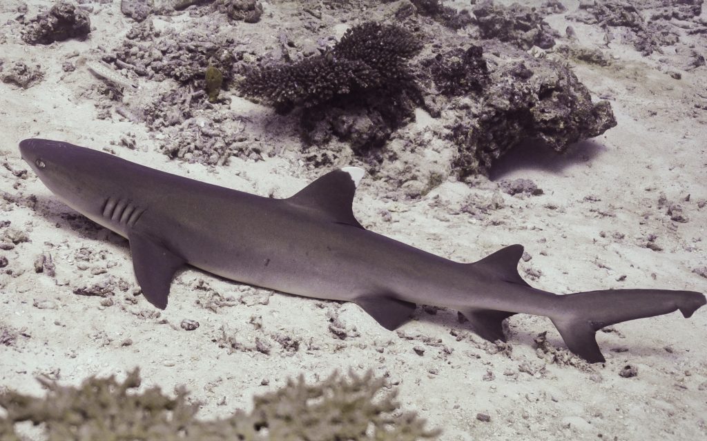 Serge Melesan requin corail