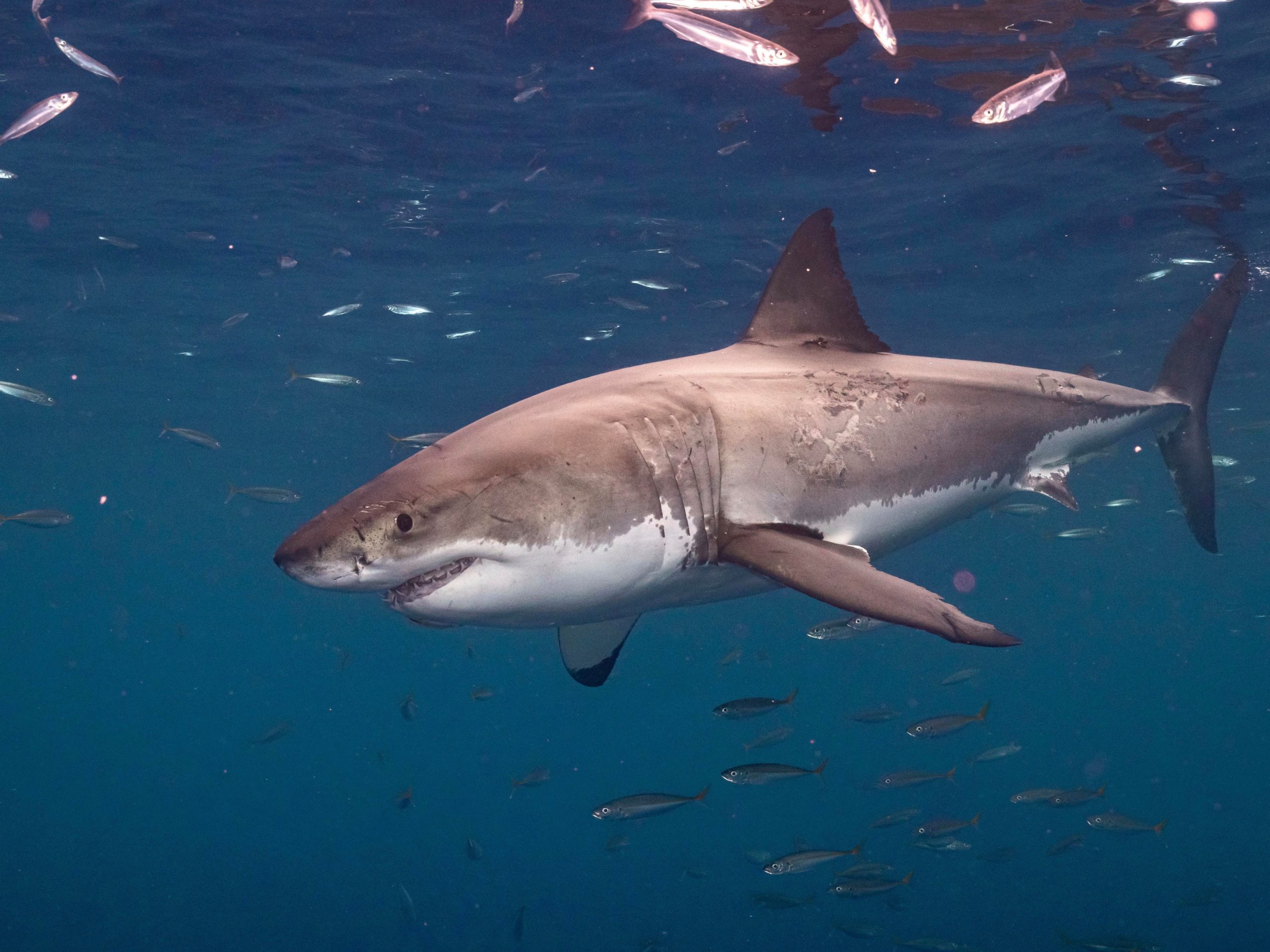 Lire la suite à propos de l’article Grand requin blanc (Carcharodon carcharias)