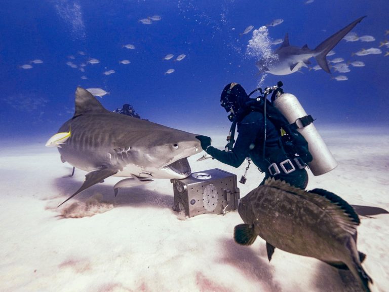 Feeding d'un requin tigre