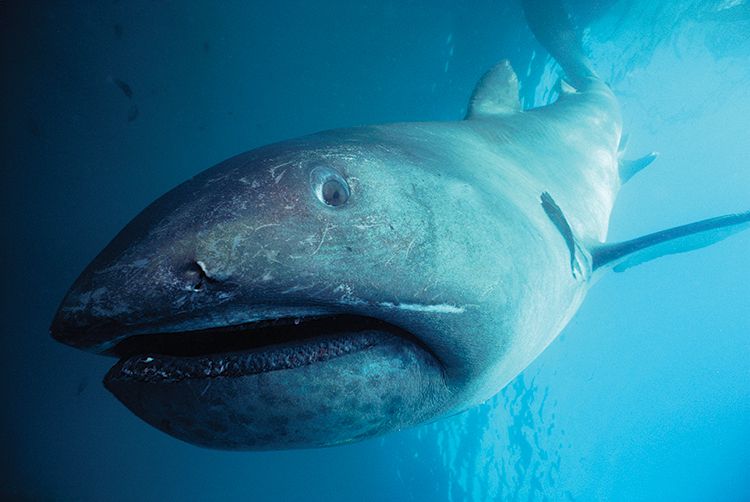 You are currently viewing L’un des requins les plus rares au monde