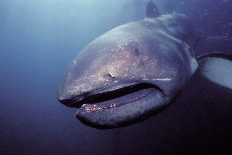 Requin grande-gueule