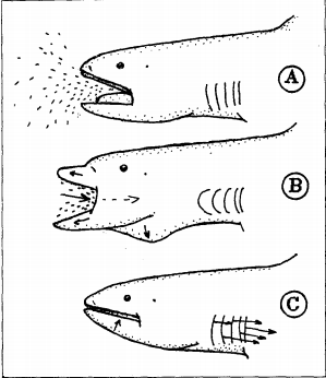 Schéma décomposant les 3 temps du mouvement de chasse du requin grande-gueule