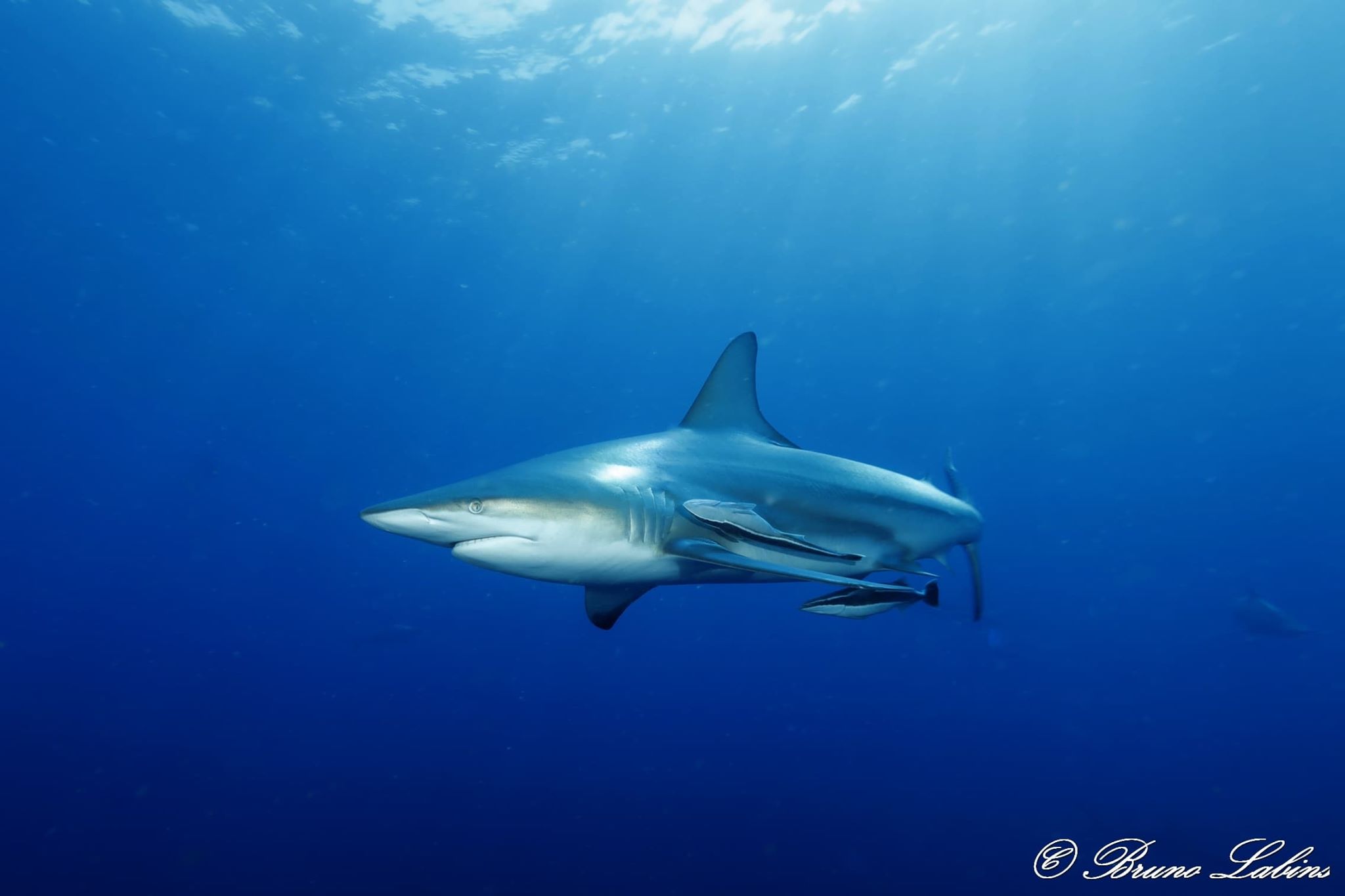 You are currently viewing Requin bordé (Carcharhinus limbatus)