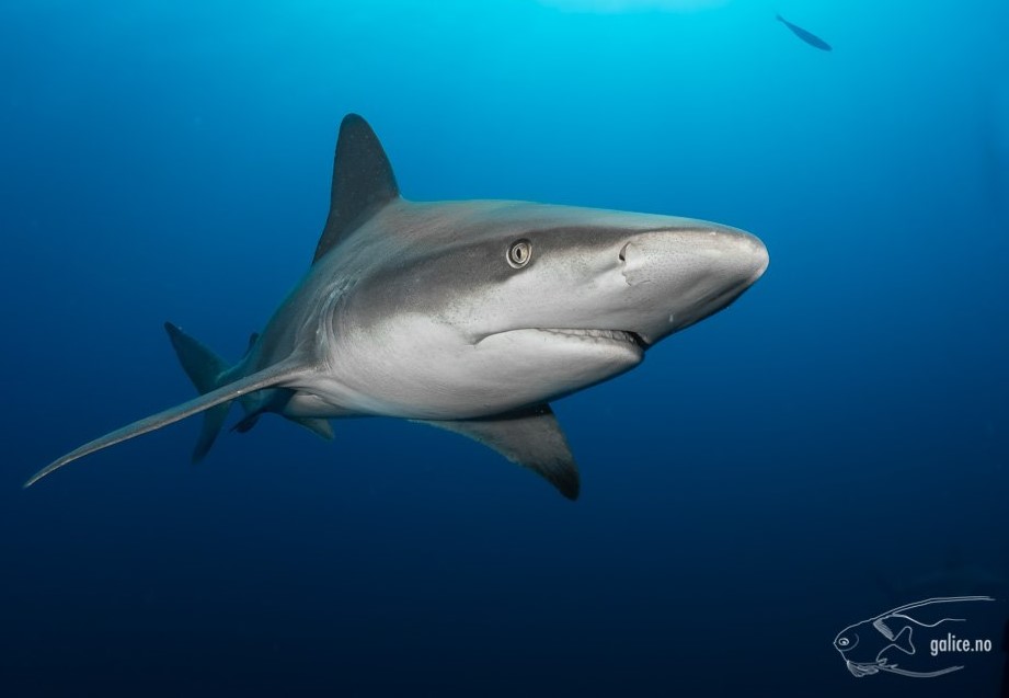 You are currently viewing Requin gris (Carcharhinus plumbeus)