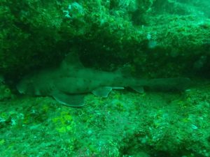 Lire la suite à propos de l’article Requin dormeur cornu (Heterodontus francisci)