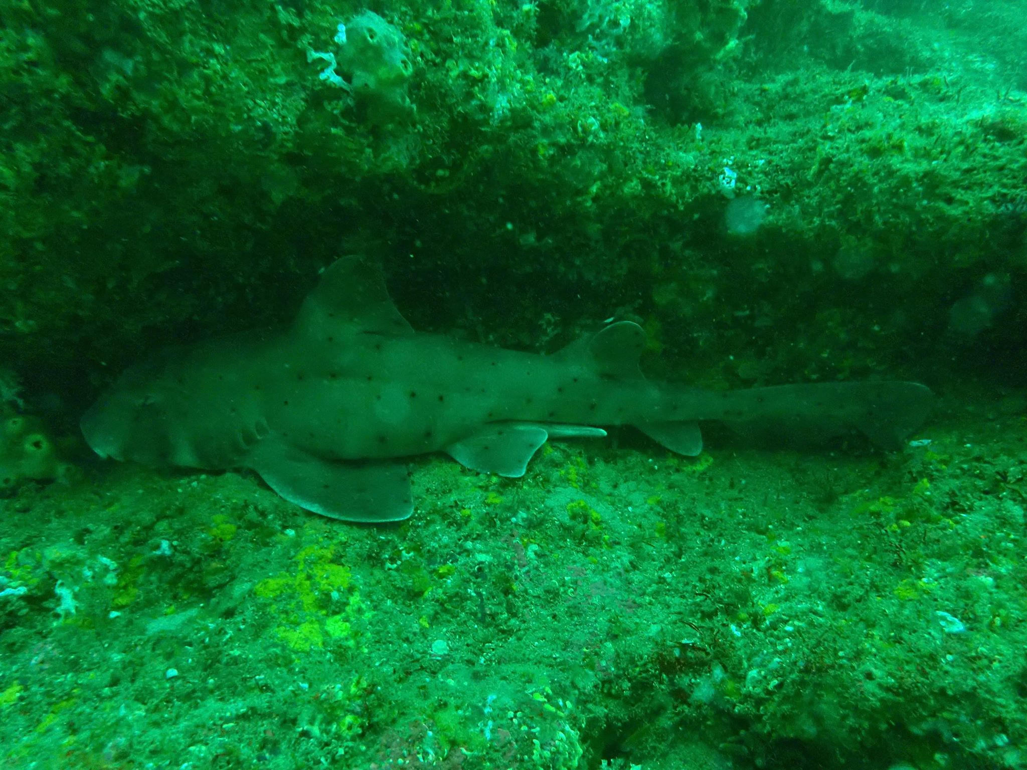 You are currently viewing Requin dormeur cornu (Heterodontus francisci)