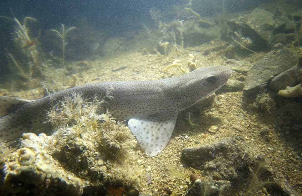 You are currently viewing Petite roussette (Scyliorhinus canicula)