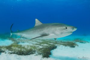 Lire la suite à propos de l’article Requin tigre (Galeocerdo cuvier)
