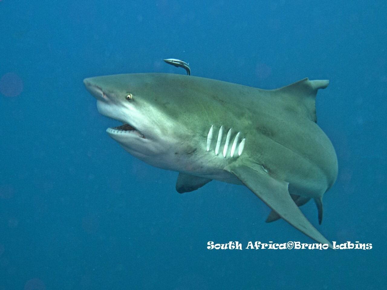 Lire la suite à propos de l’article Requin bouledogue (Carcharhinus leucas)
