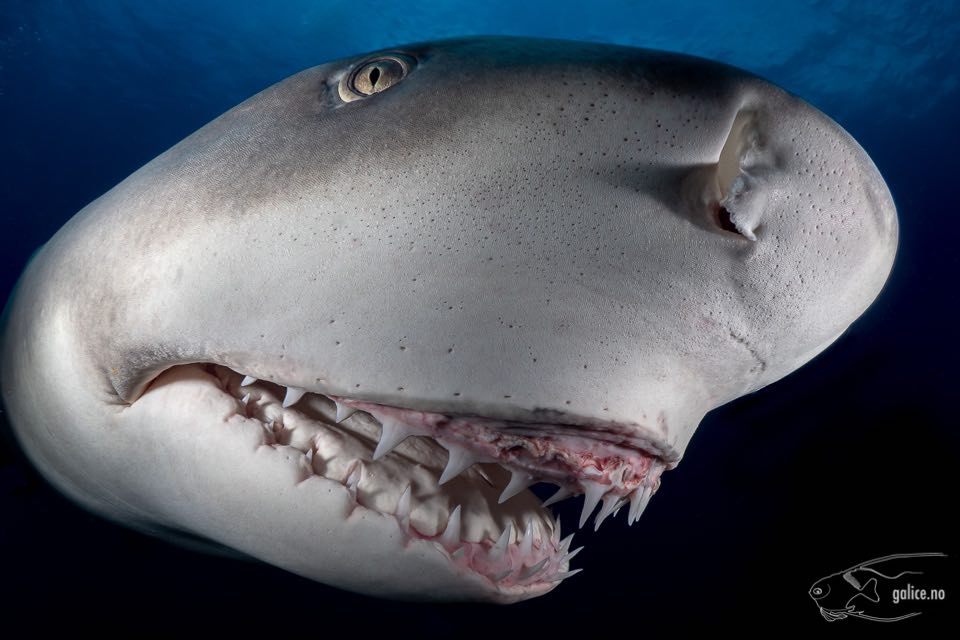 You are currently viewing Cours de biologie sur les dents de requin