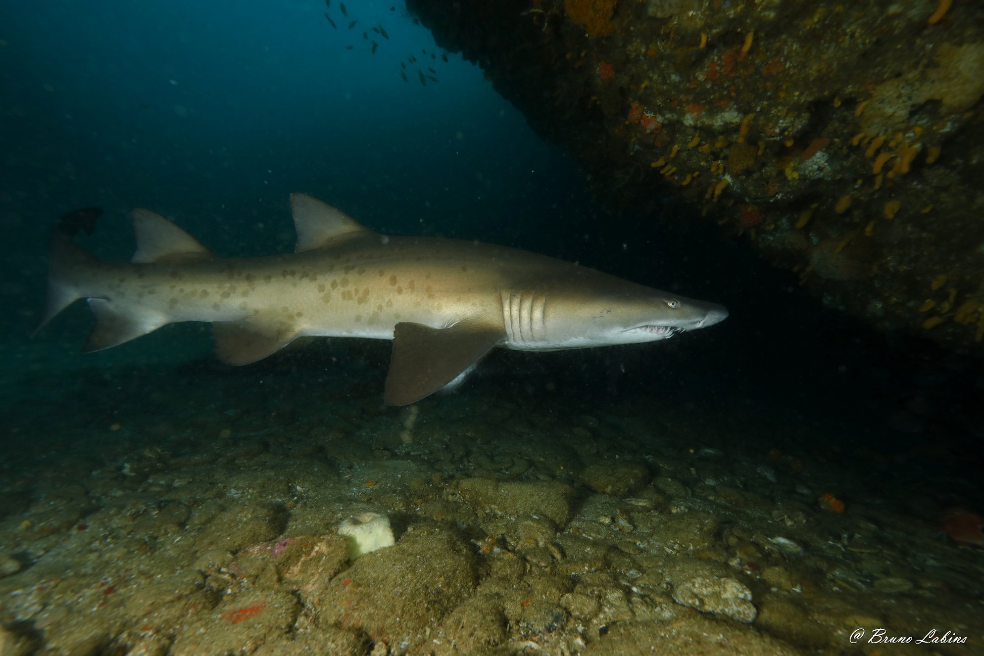 You are currently viewing Requin taureau (Carcharias taurus)