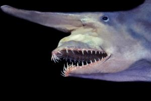 Lire la suite à propos de l’article Requin-lutin (Mitsukurina owstoni)