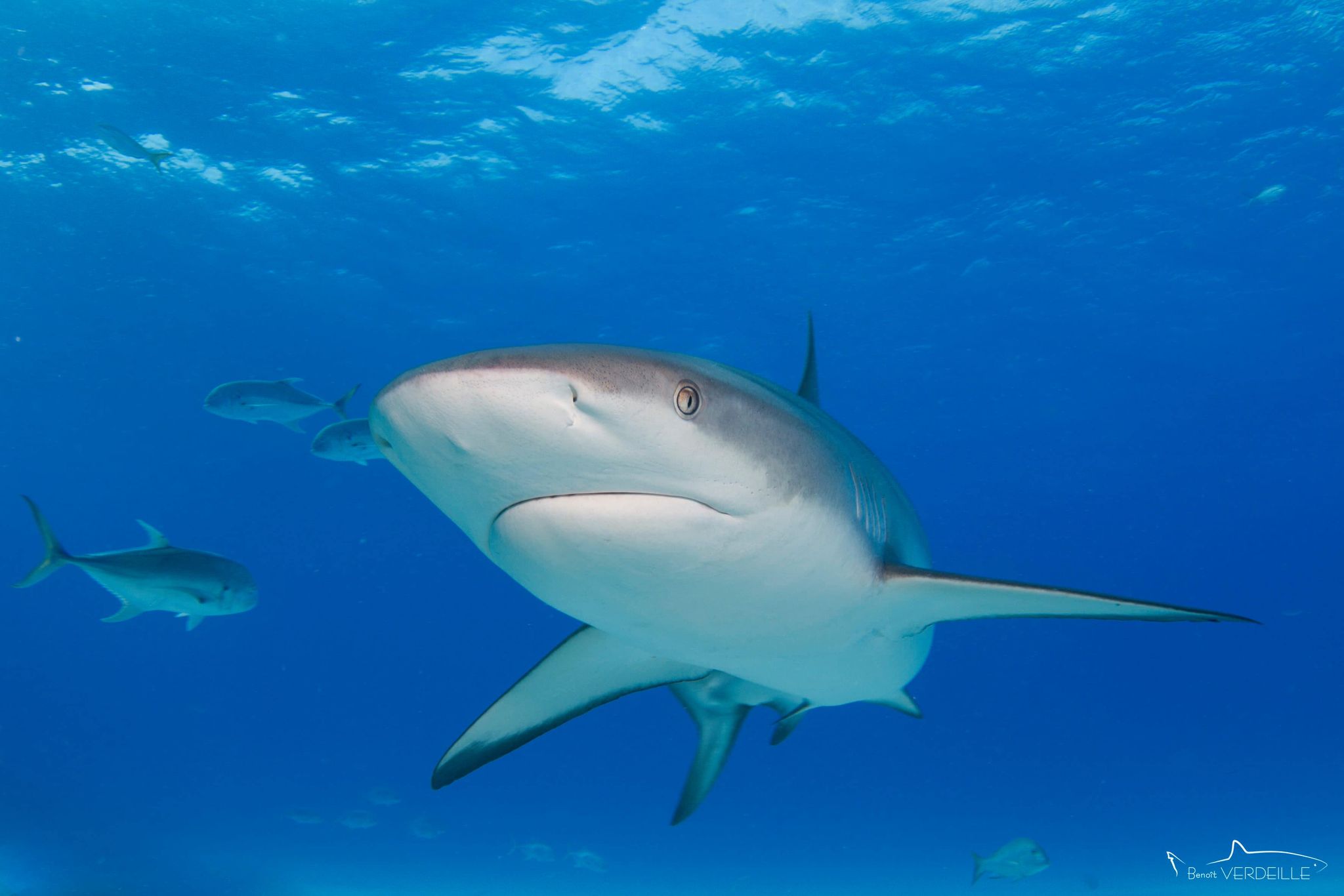 Lire la suite à propos de l’article Requin gris des caraïbes (Carcharhinus perezii)