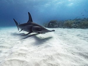 Lire la suite à propos de l’article Grand requin-marteau (Sphyrna mokarran)
