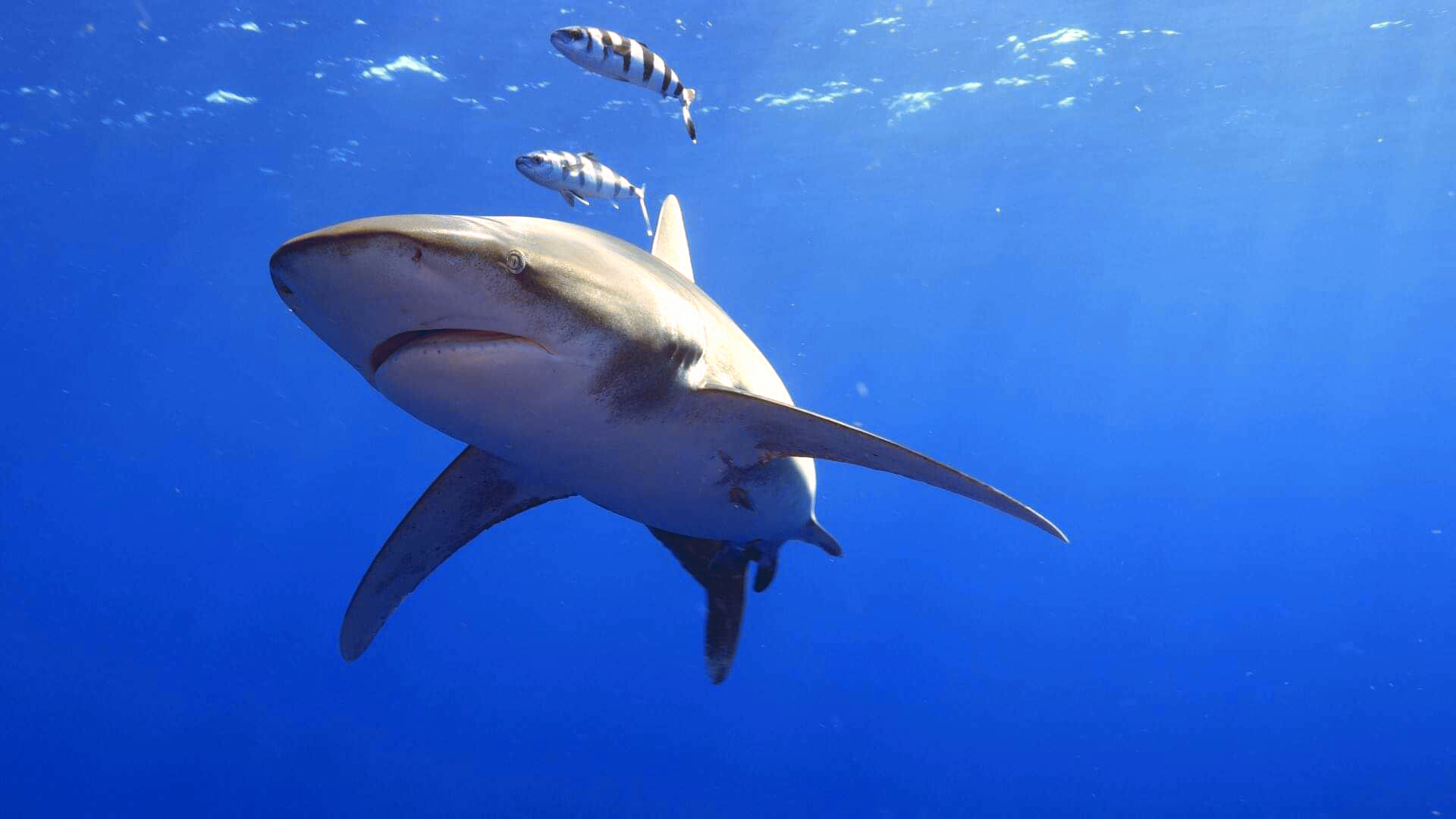 Lire la suite à propos de l’article De la peur à l’admiration, l’image des requins à travers les cultures