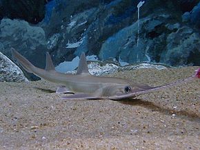 Lire la suite à propos de l’article Requin-scie japonais (Pristiophorus japonicus)