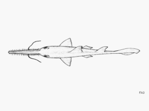 Lire la suite à propos de l’article Requin-scie des bahamas (Pristiophorus schroederi)