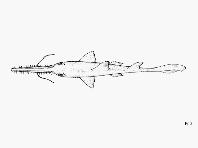 You are currently viewing Requin-scie des bahamas (Pristiophorus schroederi)