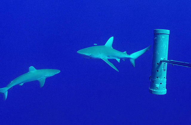 Lire la suite à propos de l’article Requin des Galapagos (Carcharhinus galapagensis)