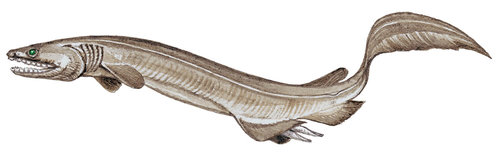 You are currently viewing Requin franché (Chlamydoselachus anguineus)