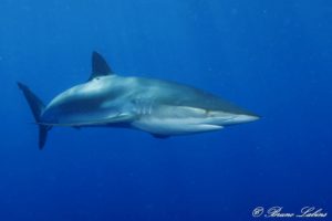 Lire la suite à propos de l’article Requin Soyeux (Carcharhinus falciformis)