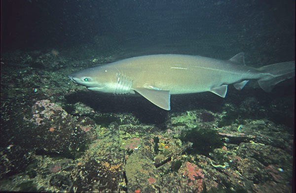 You are currently viewing Requin griset (Hexanchus griseus)