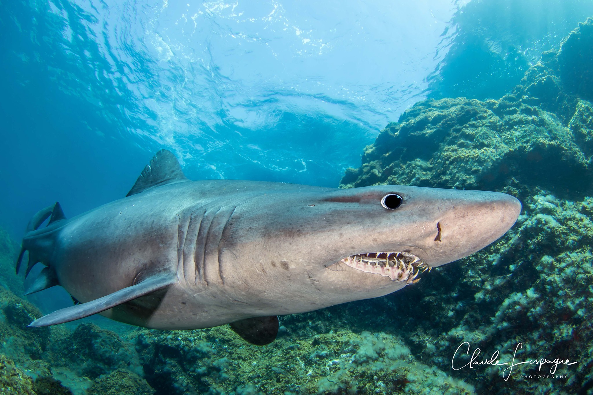 You are currently viewing Requin féroce (Odontaspis ferox)